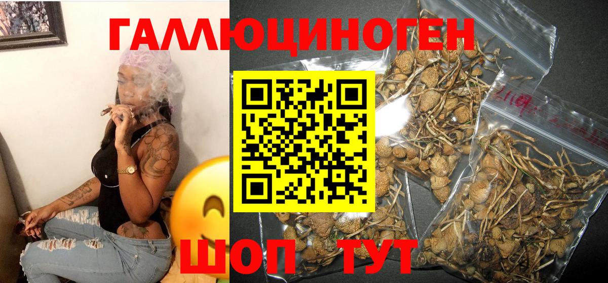 Галлюциногенные грибы Psilocybe Гусиноозёрск